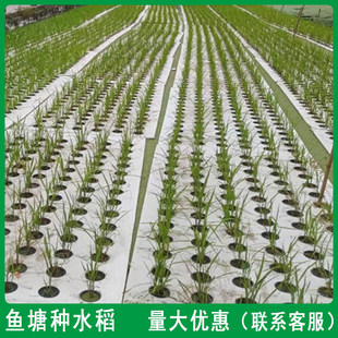 ˮ�ϷNֲ����evaƯ�����������˽��Sβ�~�������o������N�˸���