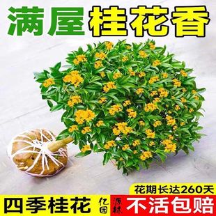 �Gֲ�̨�����ͺ��ͺ��҃ȹ𻨘��������ļ���ͥԺ�����ͼ޽����K