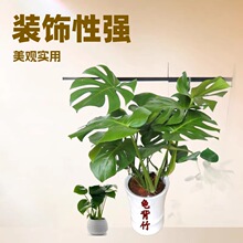 ���������� ˮ���҃� ��Gֲ ���� ���R�� �F�z�m ���� ϲ����