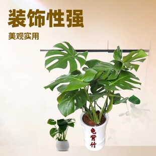 ���������� ˮ���҃� ��Gֲ ���� ���R�� �F�z�m ���� ϲ����