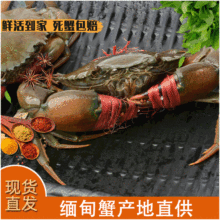现货鲜活缅甸蟹一手货源 清蒸青蟹 2.0-2.6两/只 2斤大概9只 零售