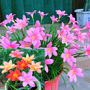 Four seasons flowering wind-rain orchid ball flowers leek orchid onion orchid seedlings courtyard flowers balcony potted heat-resistant cold-resistant
