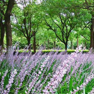 Base Wholesale Multi-Season Ophiopogon Japonicus Grass, Ophiopogon Japonicus, Ophiopogon Japonicus, Ophiopogon Japonicus, Garden Greening Ground Cover Grass