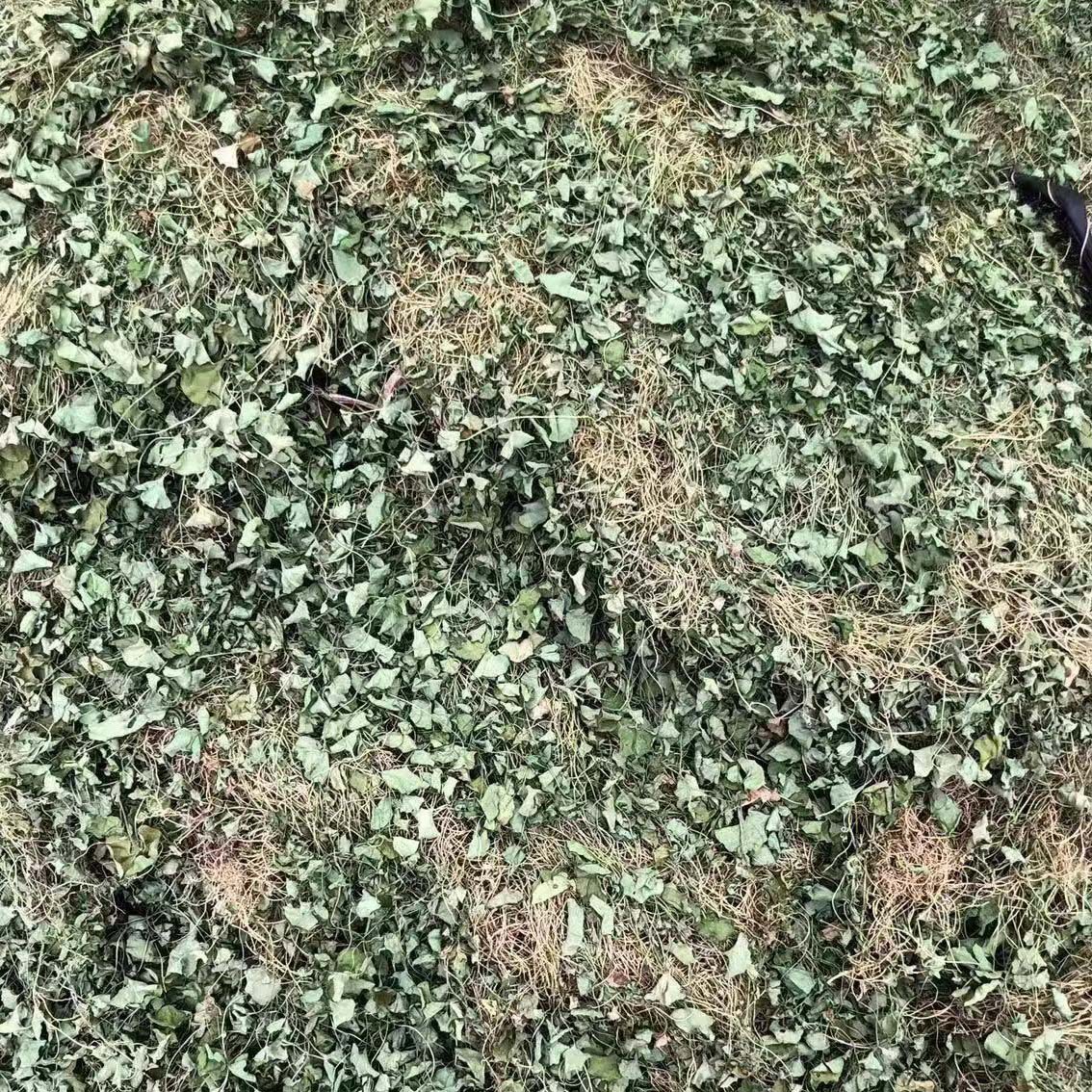 马蹄金 黄胆草 小金钱草 螺丕草 小马蹄草化石草