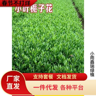 一件代发小叶栀子花重瓣四季常青盆栽室内室外工程绿化小苗根系发