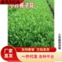 室外根系盆栽绿化小苗