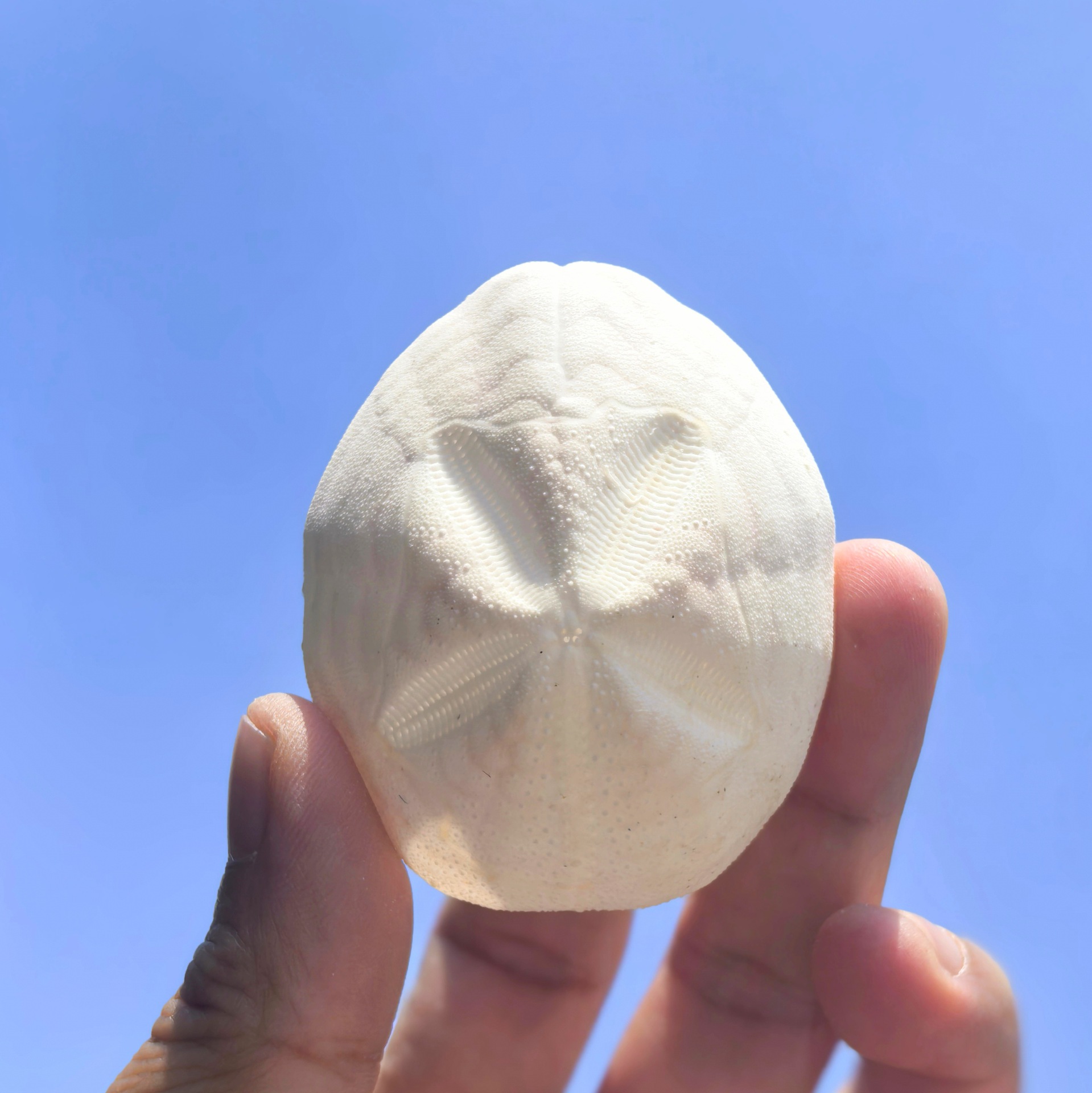 1 piece of flat fairy pot white sea urchin (4-6cm)