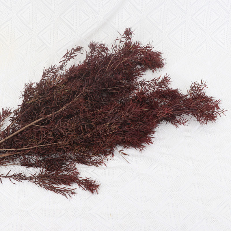 Inmortal Melaleuca de oro, pino y ciprés, hojas de eucalipto, flores secas, hojas, ramas, ramos, futones, plantas decorativas, flores
