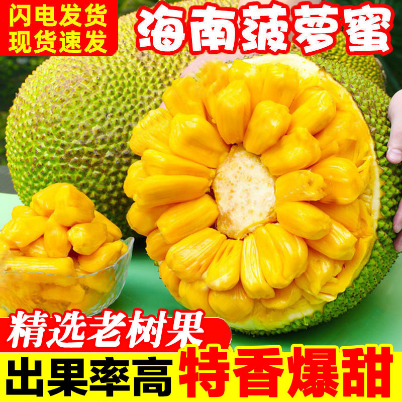 Hainan Sanya jackfruit whole fresh fruit seasonal yellow flesh jackfruit wholesale whole box free shipping