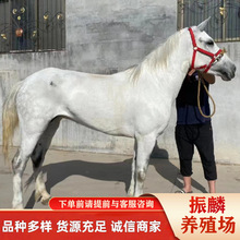 ���R�����T�� ���ξ��^���R��������T��ٍ�X�� ������۰��R