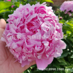 Peony Flower Seedlings with Buds, Double-Flowered Potted Plants, Balcony Cold-Resistant Garden Plants, Easy to Live, Outdoor Planting in All Seasons