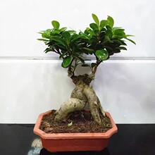 人参小叶榕树四季常青耐寒造型树盆景苗室内禅意盆栽绿植