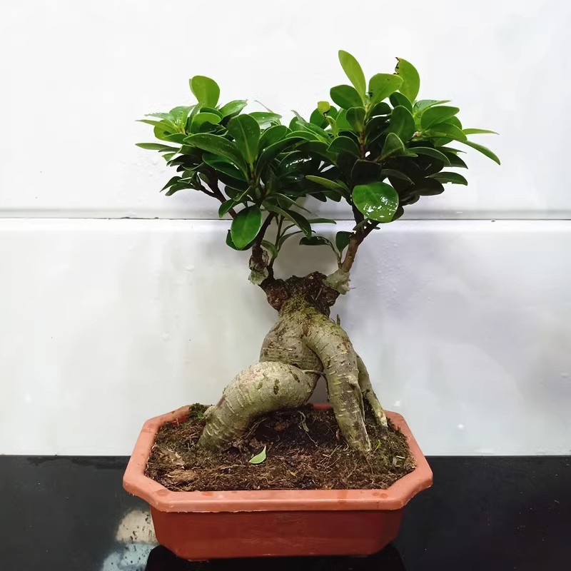 人参小叶榕树四季常青耐寒造型树盆景苗室内禅意盆栽绿植