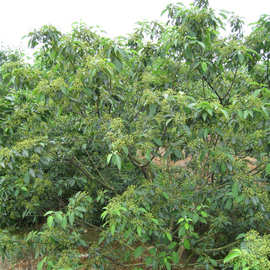 光皮梾木种子油料植物油脂食用绿肥绿化树斑皮抽水树光皮树种子籽