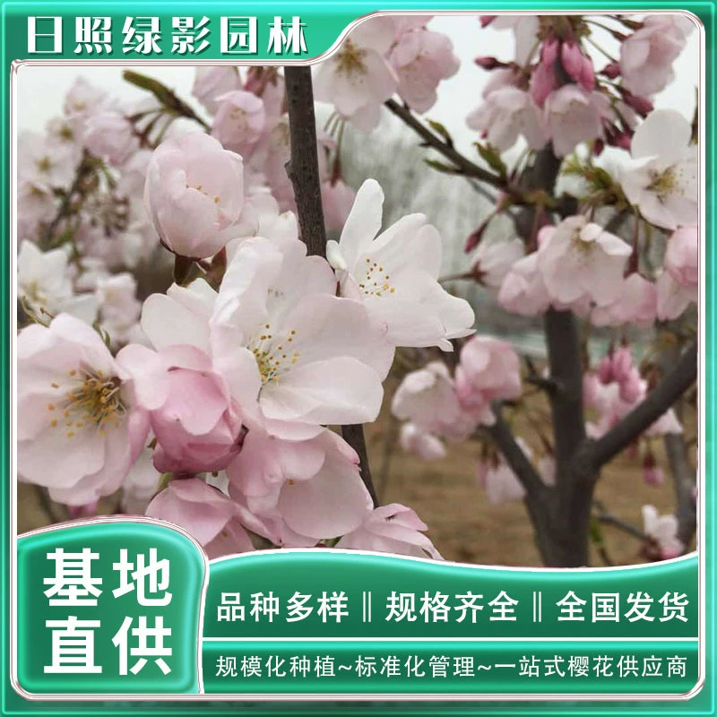 Красивая саженца вишни выращивания происхождения 10 см Американский вишневый цвет, где есть солнечный свет Зеленый сад