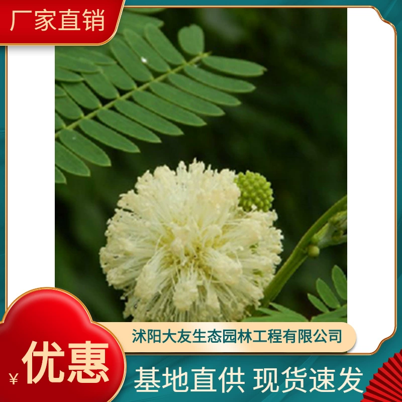 Leucaena базовые Оптовые сорта собственного производства в комплекте с живописным ландшафтом и зелеными саженцами