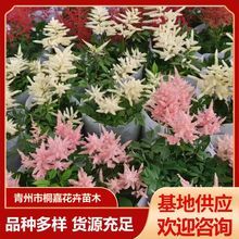 @־Gľ_ֲ@־GݻljD