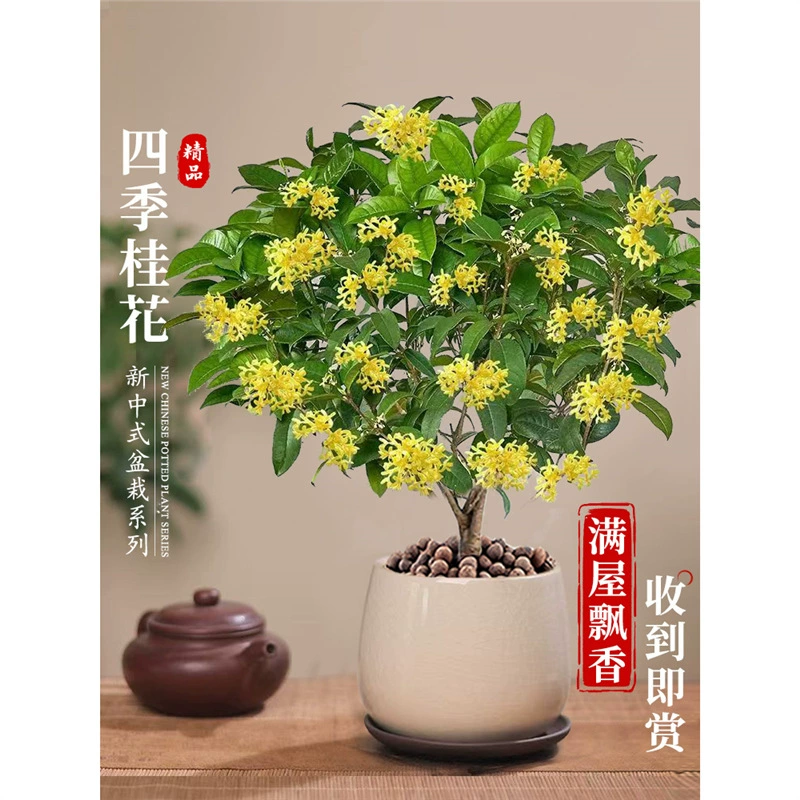 Четырехсезонные посадки османтуса в горшках, сильнодействующие растения бонсай со старыми стволами, офисный рабочий стол, зеленые растения в гостиной, новый китайский стиль