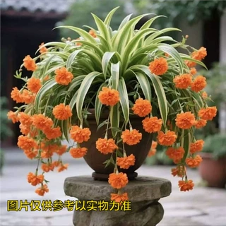 四季可种金心香水大花型吊兰阳台耐寒热好养花苗盆栽花卉开花金边