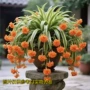 金边盆栽大花四季吊兰