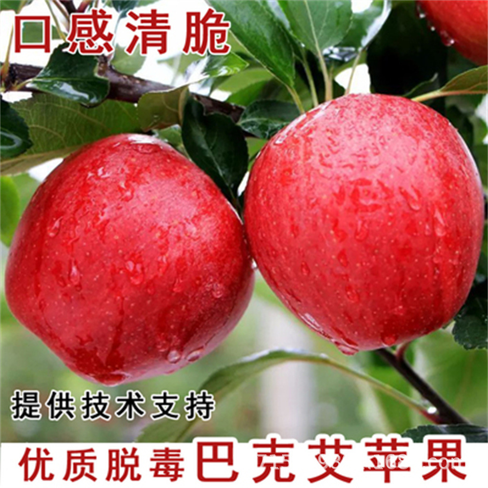 巴克冰糖心早熟红富士苹果树苗嫁接大果八月富士王苹果南北方种植