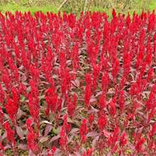 ���羳��؛���u�ڻ����Ѵ�����ɫ�Ƞ�t�S�PβͥԺ�����ͺ��׻���