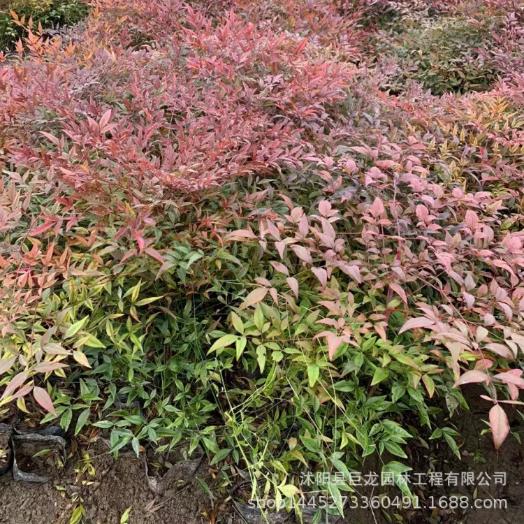 Саженцы бамбука Нантиан, бамбук Нантиан, бамбук Нантиан с красными листьями, осенние и зимние лиственчатые растения, дворовые растения, зеленые растения для дорожного строительства