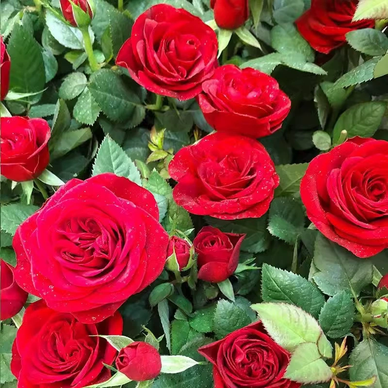 Оптовые семена розы, семена вьющейся розы, цветы для балкона в горшках, цветущие в любое время года