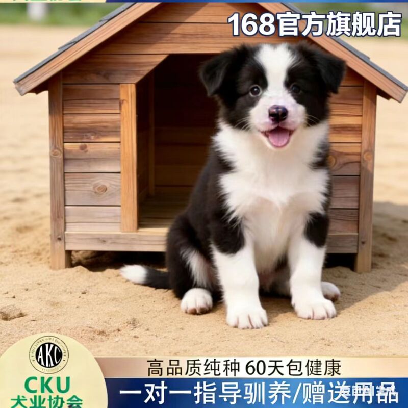 Border Collie Puppies, Purebred Border Collies, High Iq Pet Dogs, Red-Brown, Black and White, Meteorite Color, Competition-Grade, Double-Bloodline Dog Raising