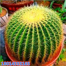 ���l�ͺ����������ƽ�����ɫ�������� ��� �k��������ֲ���ϱ���