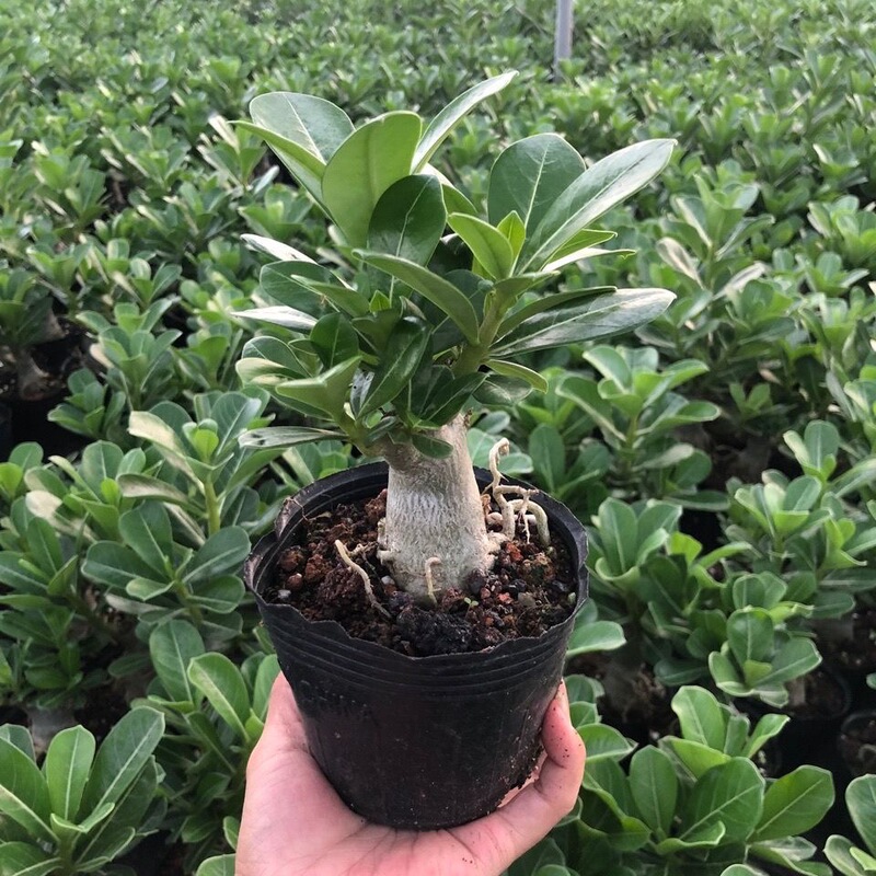 A generation of desert rose seedlings potted four-season flowers open courtyard indoor and outdoor balconies to raise flowers and green plants