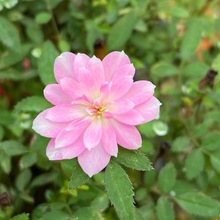 姬月季乙女蔷薇迷你微盆景阳台桌面四季花开盆栽花卉亚马逊代发