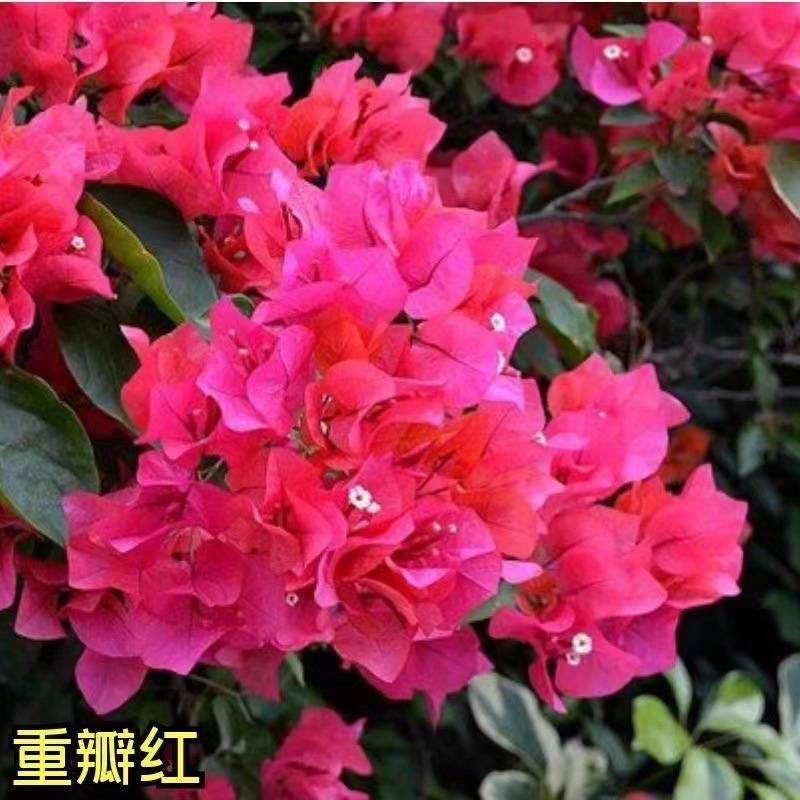 Doble petal rojo