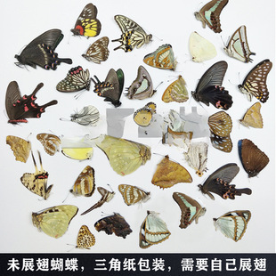 A1A2 Quality True Butterfly Specimen Unspread Wings Various Original Butterfly Miscellaneous Butterfly Insect Beetle Kindergarten Teaching Collection