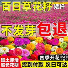 矮杆百日草花籽百日菊四季播种开花易活庭院阳台盆栽混色花种籽子