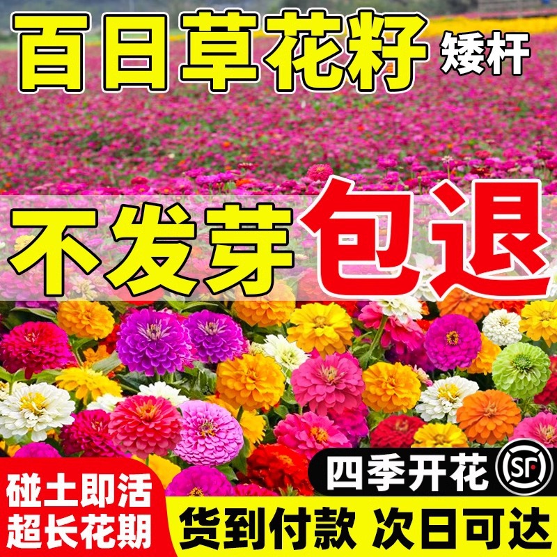 矮杆百日草花籽百日菊四季播种开花易活庭院阳台盆栽混色花种籽子