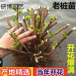Hydrangea Seedlings, Old Stump Large Seedlings, Blooming in All Seasons, Balcony with Flowers, Endless Summer Courtyard, Cold-Resistant Saplings, Potted Plants