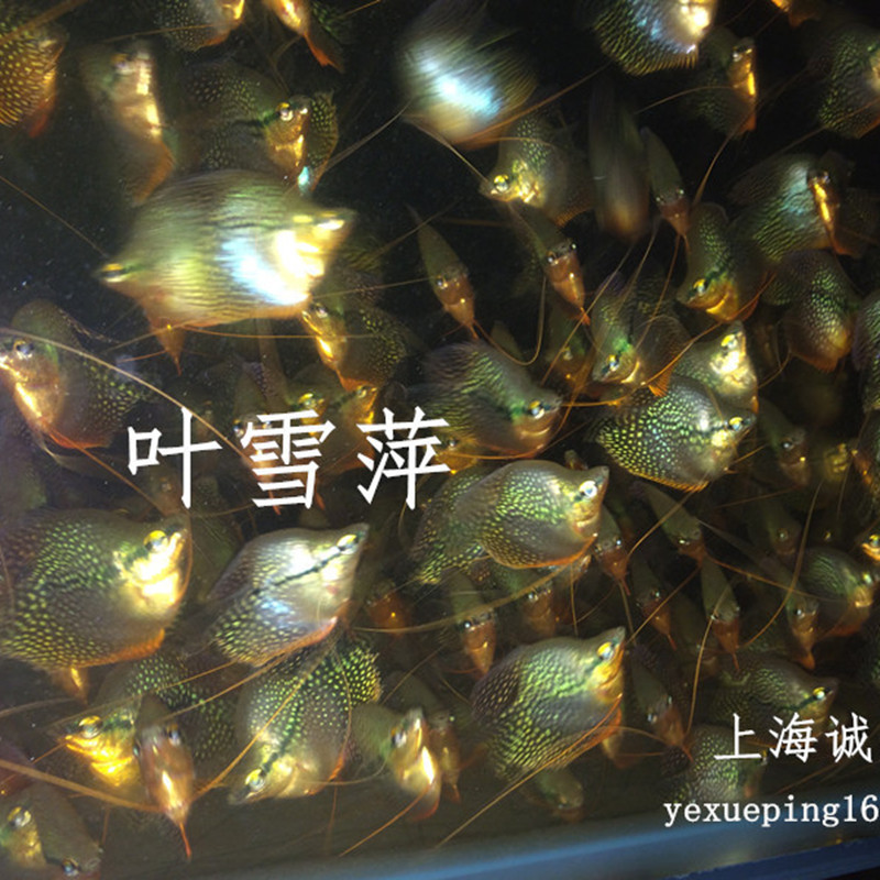 Pearl vest ball balls live tropical ornamental fish freshwater grass…