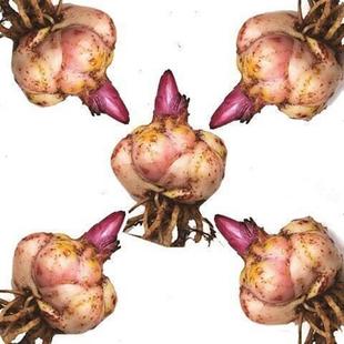 Perfume Lily Bulbs, Lily Flower Seeds, Double-Petaled Indoor Balcony Potted Ground-Planted Green Plant Flower Bulbs