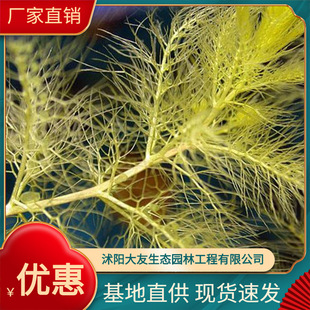 The Base Directly Supplies Civet Aquatic Plants, Submersed Plants, Evolutionary Water Quality, Contracted Planting and Maintenance