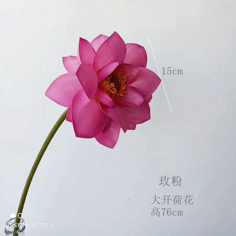 빅 로터스 로즈 핑크
