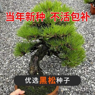 �²� ���ɷN�� �ձ����ɷN�� ���� ǧ���� �|��ɽ�|���� ��N��