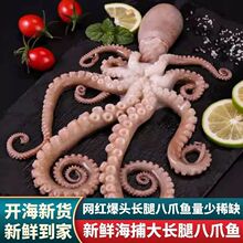 网红爆头大长腿八爪鱼鲜活速冻商用活的冷冻特大新鲜一件包邮