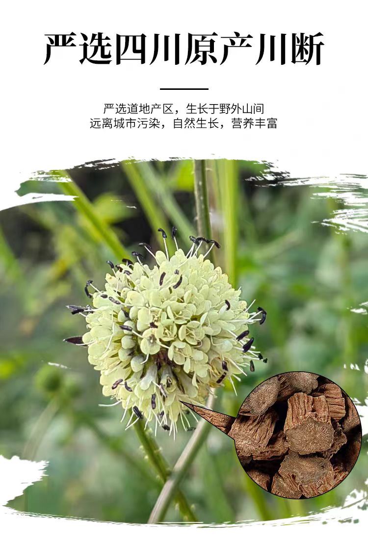 Xu Duan (Dipsacus asper) — Dried Sichuan Teasel Root, 500g Food Herb for Soup & Tea overview