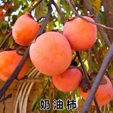 柿子树苗嫁接无核特大柿子日本甜脆柿南方北方种植果树苗当年结果