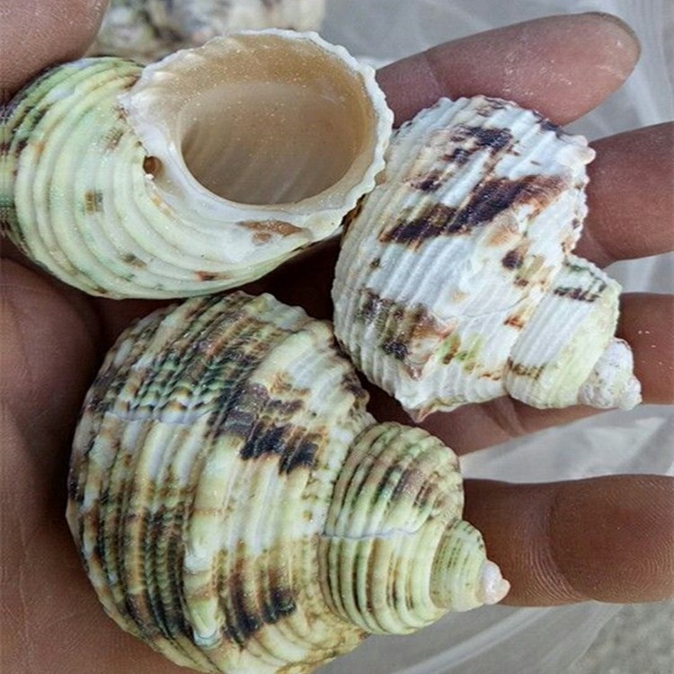 큰 녹색 달팽이 4-5cm