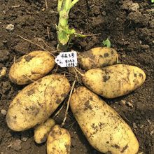 早熟高產脫毒黃皮黃心土豆種子荷蘭15大馬鈴薯洋芋苗籽原種孑批發
