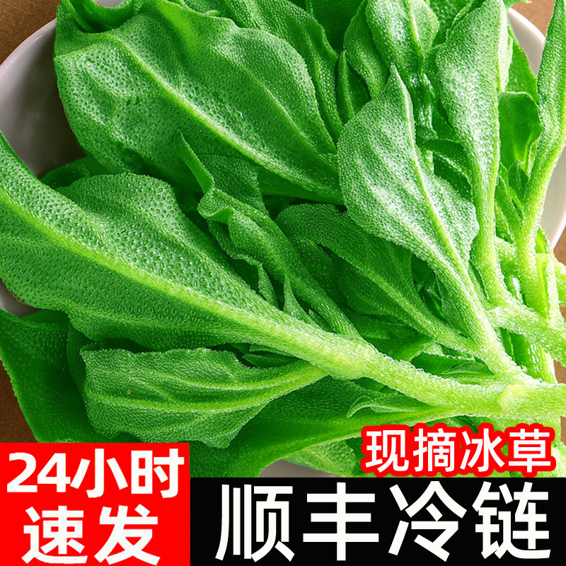 新鲜冰草3斤冰菜沙拉菜非洲冰菜火锅即食生吃生菜送沙拉酱西餐厅