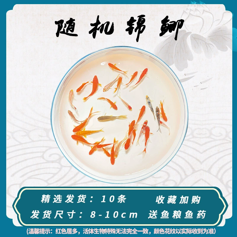 Pack of goldfish ornamental fish small freshwater easy care coldwater fry beginner baby goldfish ranchu koi