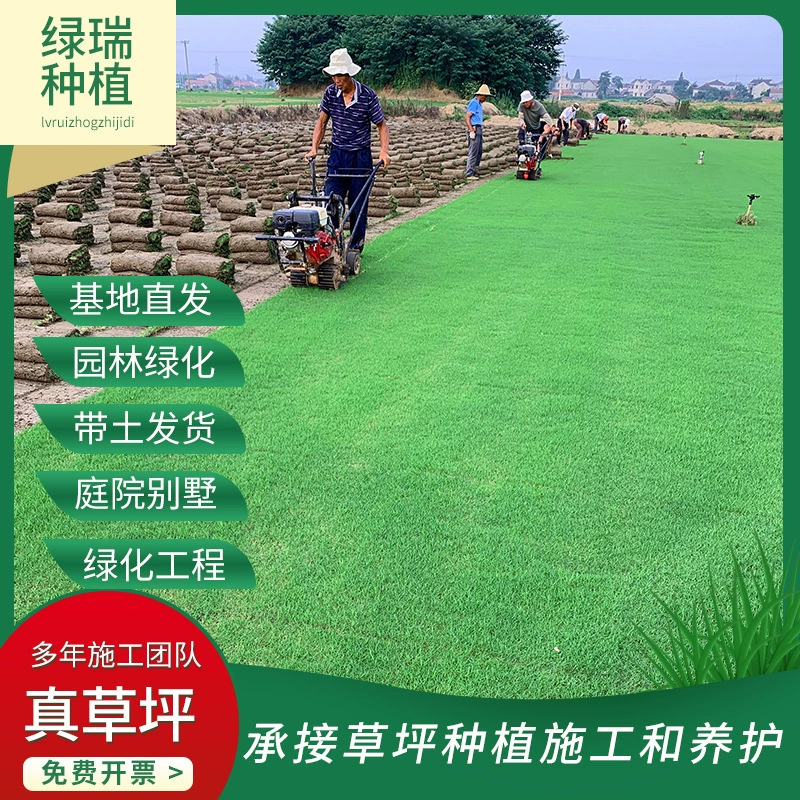 Карликовый Бермудский газон Рай Трава корень зуба собаки дерн настоящий газон оптовая продажа инженерных газонов укладка